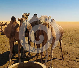 Portrait of drinking camels at the desert well in Ouled-Rachid, Batha, Chad photo