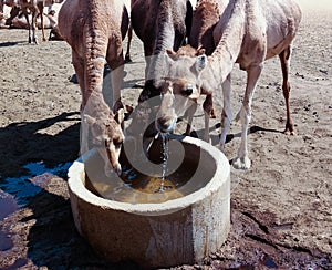 Portrait of drinking camels at the desert well in Ouled-Rachid, Batha, Chad photo