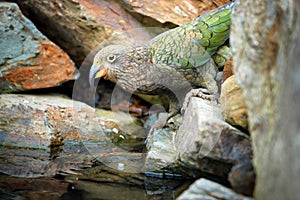 Portrait of drinking parrot, Kea, Nestor notabilis, protected brown-green mountain parrot standing in water of rocky pool.