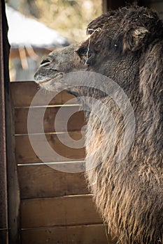Portrait of dromadery camel head face