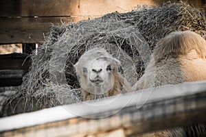 Portrait of dromadery camel head face looking at camera