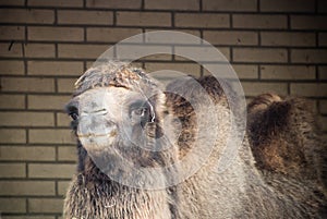 Portrait of dromadery camel head face looking at camera photo