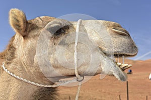 Portrait of a Dromedary