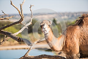Portrait of a dromedary or arabian camel, Camelus dromedarius, taking a look around