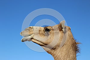 Portrait of a dromedary camel