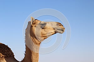 Portrait of a dromedary camel
