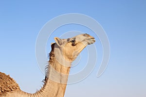 Portrait of a dromedary camel