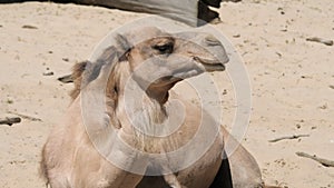 Portrait of dromedary camel. Camelus dromedarius