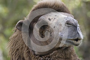Portrait of a Dromedary Camel, Camelus dromedarius