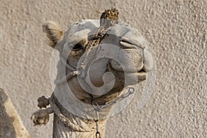 Portrait of a dromedary camel with head collar