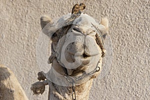 Portrait of a dromedary camel with head collar
