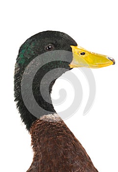 Portrait duck