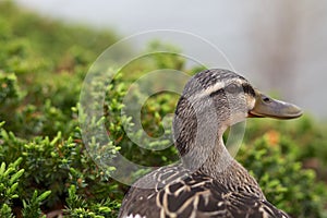 Portrait of duck