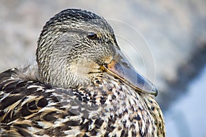 Portrait of a duck