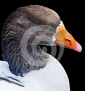 Portrait of a Duck