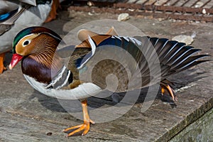 Portrait of Duck. Close up male mandarin duck Aix galericulata