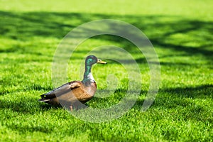 Portrait of duck on fresh spring green grass