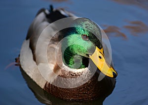 Portrait of a Duck mallard male, drake on the water