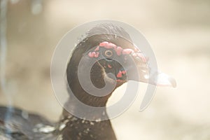 Portrait of duck with red wattles photo