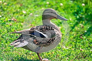 Portrait of duck from side, standing on grass in spring