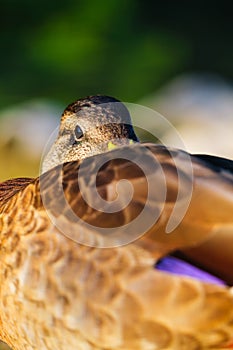 Portrait of a duck in the wild. Animals and birds. Mallards on the lake in the summertime.