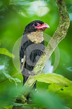 Portrait of Dusky Broadbill photo