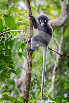 Portrait of Dusky leaf monkey