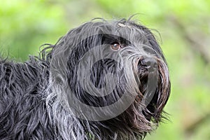 portrait of dutch sheepdog (schapendoes) outdoors