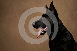 Portrait of Dutch Shepherd Dog, close-up