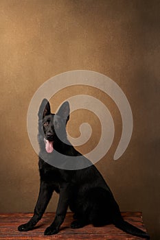 Portrait of Dutch Shepherd Dog, close-up