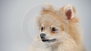 Portrait of a dwarf Pomeranian with expressive beady eyes. A pet poses in the studio on a gray background, close up of