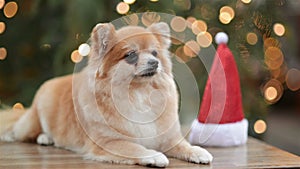 Portrait of Dwarf Spitz. Cute Dog Is Lying In The Christmas Market. Funny Dog With Santa Hat.