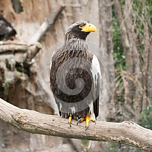 Portrait of the Eagle