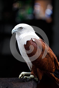 Portrait of a eagle