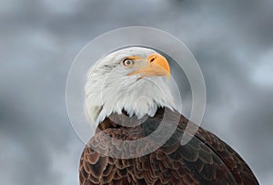 Portrait eagle