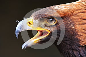 Portrait eagle
