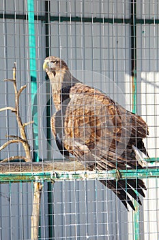Portrait of an eagle bird of prey sitting in a zoo cage.