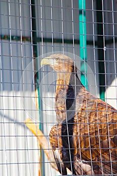 Portrait of an eagle bird of prey sitting in a zoo cage.