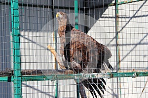 Portrait of an eagle bird of prey sitting in a zoo cage.