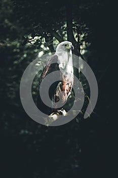 Portrait of an eagle Dark and dramatic style image