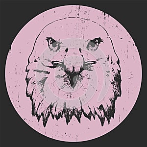 Portrait of Eagle. Hand drawn illustration.