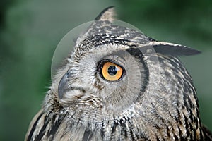 Portrait of an eagle owl