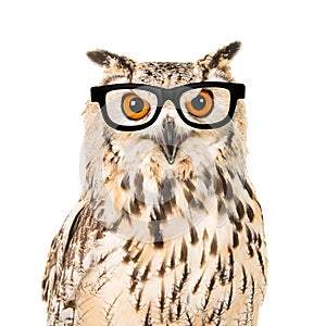 Portrait of an eagle owl with black glasses seen from the front on a white background