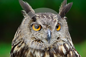 Portrait eagle-owl, bubo bubo