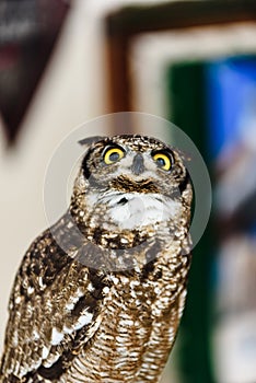 Portrait of a eagle owl, Bubo bubo, bright eyed captive at a falconry festival.Portrait of a eagle owl, Bubo bubo, bright eyed