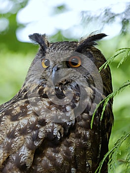 The portrait of Eagle Owl (Bubo Bubo)