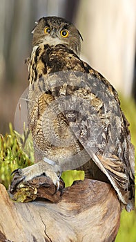 Portrait of eagle owl, Bubo bubo photo