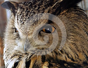 Portrait of an eagle owl