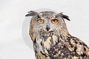 Portrait of eagle owl