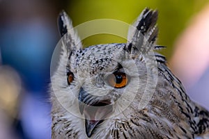 A portrait of an eagle owl next to a forest at a cloudy day in autumn.